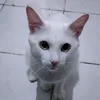 umadeptodaforca