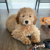 kona_da_dood