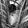 naana_birago