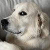 lulu_luvs_the_world