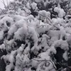 afaf_awad