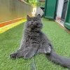 borissyberiancat