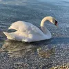 risingstar_35