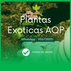 plantasexoticasaqp