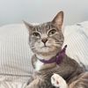 mookittymookitty