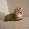 ieman_s