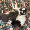 floofyandfelicity