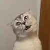 laginyariapaaaaa