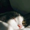 elin_2701
