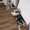 freyja.the.corgi