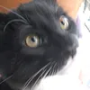 thetriocatsx