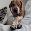 ellenthedogmom
