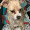 minnie_the_pooch