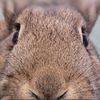 myrabbitmax