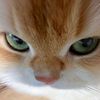 yourbestcat_everyday