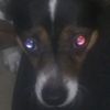 doggggggggggggggy71