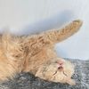 sleepawy
