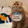 leocat2_