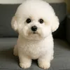 bichon.edition
