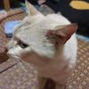 tinbalm4