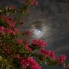 najla_766