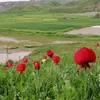 zkrexwdalabermaka