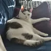 karolajna_pa