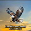 bimo681