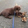 donthechocolab