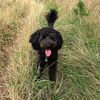 adventureswithmydoodle