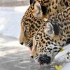 WildlifeWorldZoo