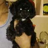 tinkerbing17