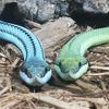 reptiledude987