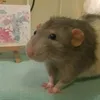 gaberurato