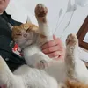 sunnygingercat