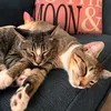 BrothersINtroubles