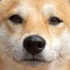 taiga.the.shiba