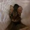 _lismaru_
