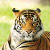 tigercatcookie