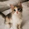 angel0381z
