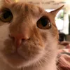 julescn2