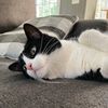 bellacat_ct_1118