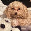cookie_poodlemix