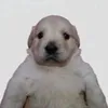 kidkulafu97