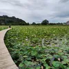 _songchamlai