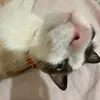 _f4irysl4u