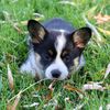 campbellcreekcorgis