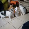 teammeow07