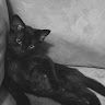 justjinx