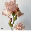 peacelovelight